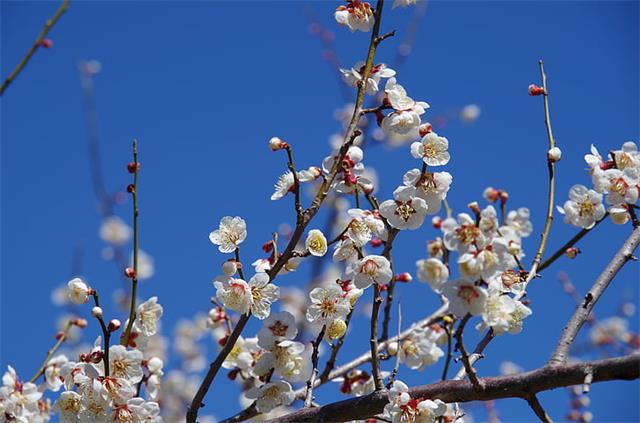 flowers-plum-spring-plum-blossoms-preview.jpg