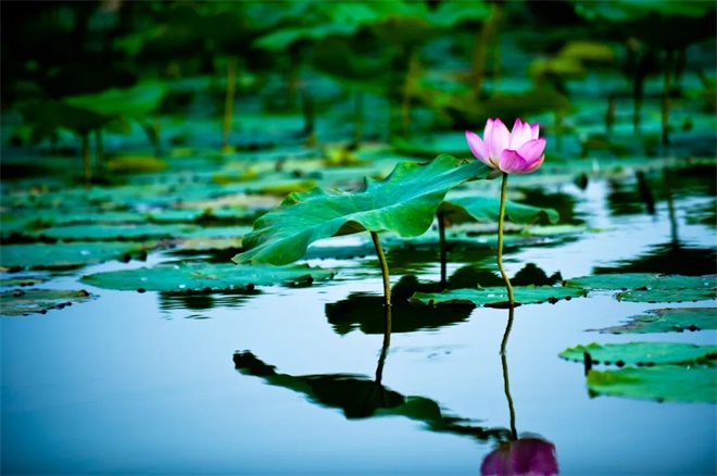荷花.jpg (2).jpg