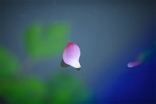 荷花.jpg (1).jpg