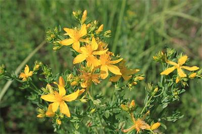 3753b12309e62a2c97d91983c0215db6_flowers-herbal-hypericum-perforatum-preview.jpg