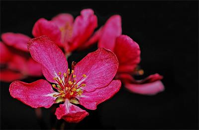 79afa1156b4d191e8da85135eab00b83_crabapple-flower-tree-nature-preview.jpg